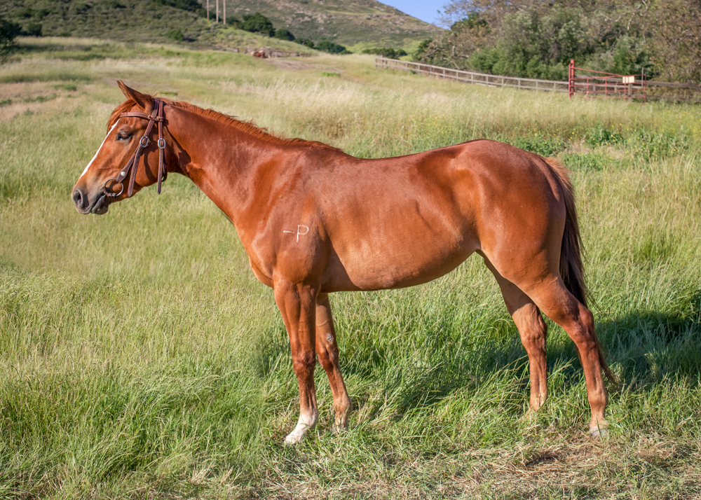 CP BACK ALLEY FOX Performance Horse Sales Cal Poly, San Luis Obispo